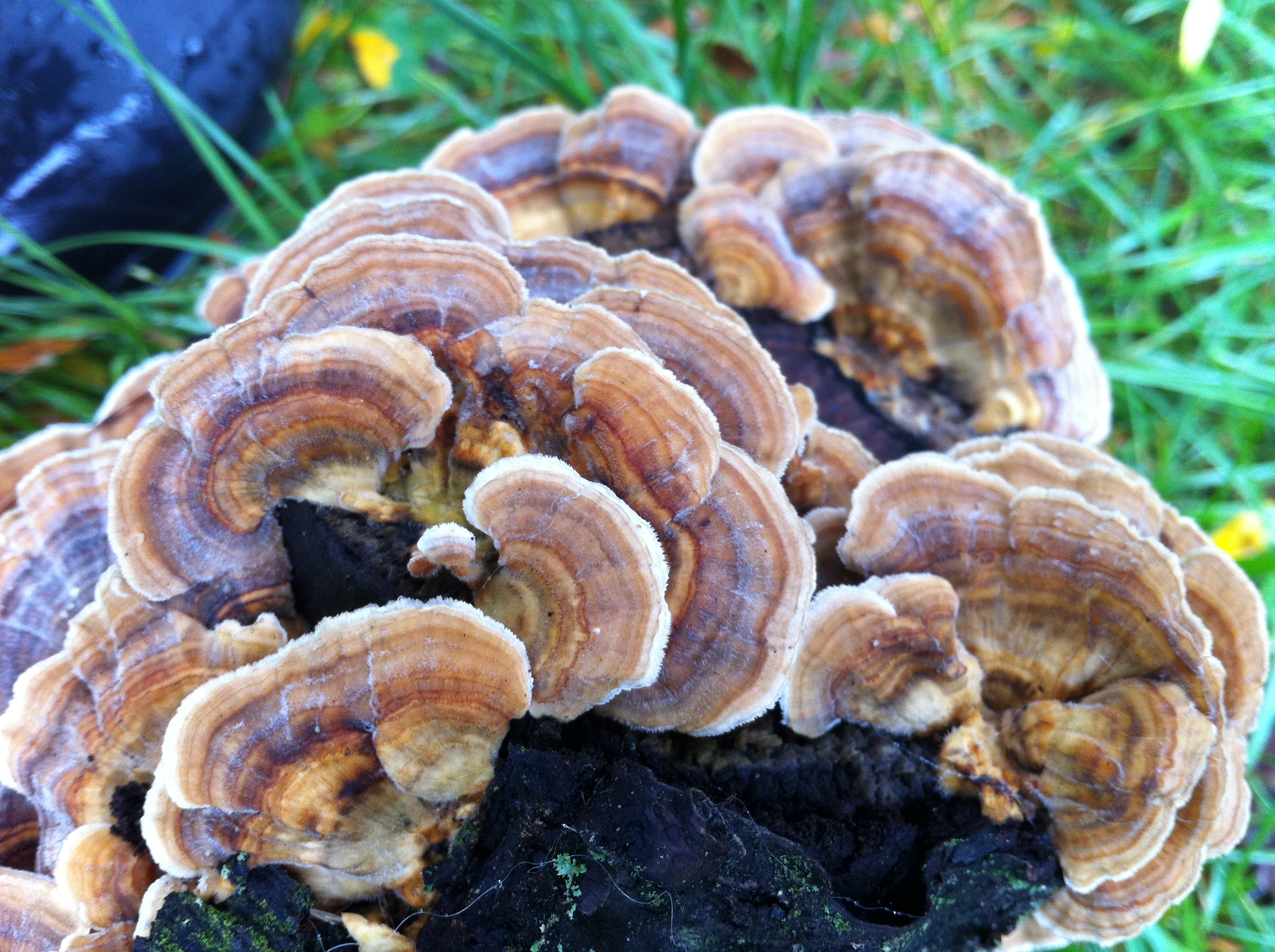 Turkey Tail A Powerful Medicinal Fungus And Some Look Alikes To Avoid