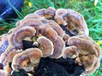 Turkey Tail Mushrooms are good for the immune system.