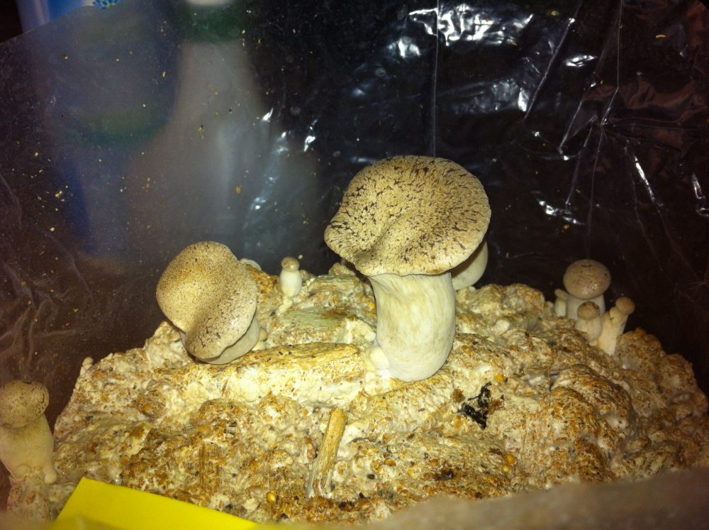 King Oyster coming along nicely on wood chips and sawdust