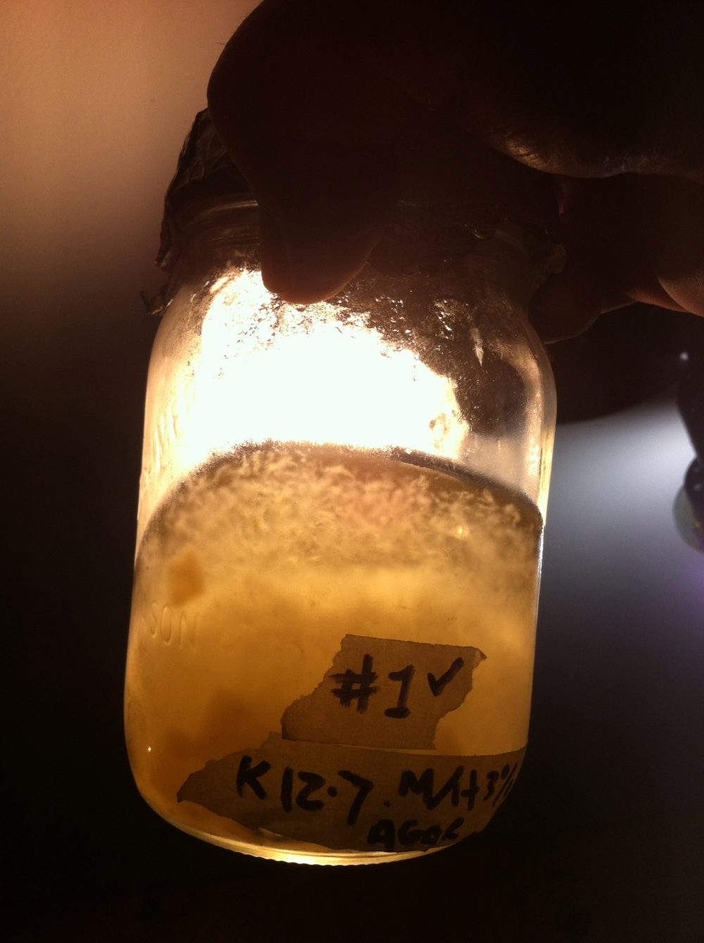 King Oyster colonized agar used to make liquid Culture