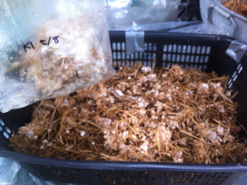 Inoculation: Layers of King Oyster Spawn between layers of substrate
