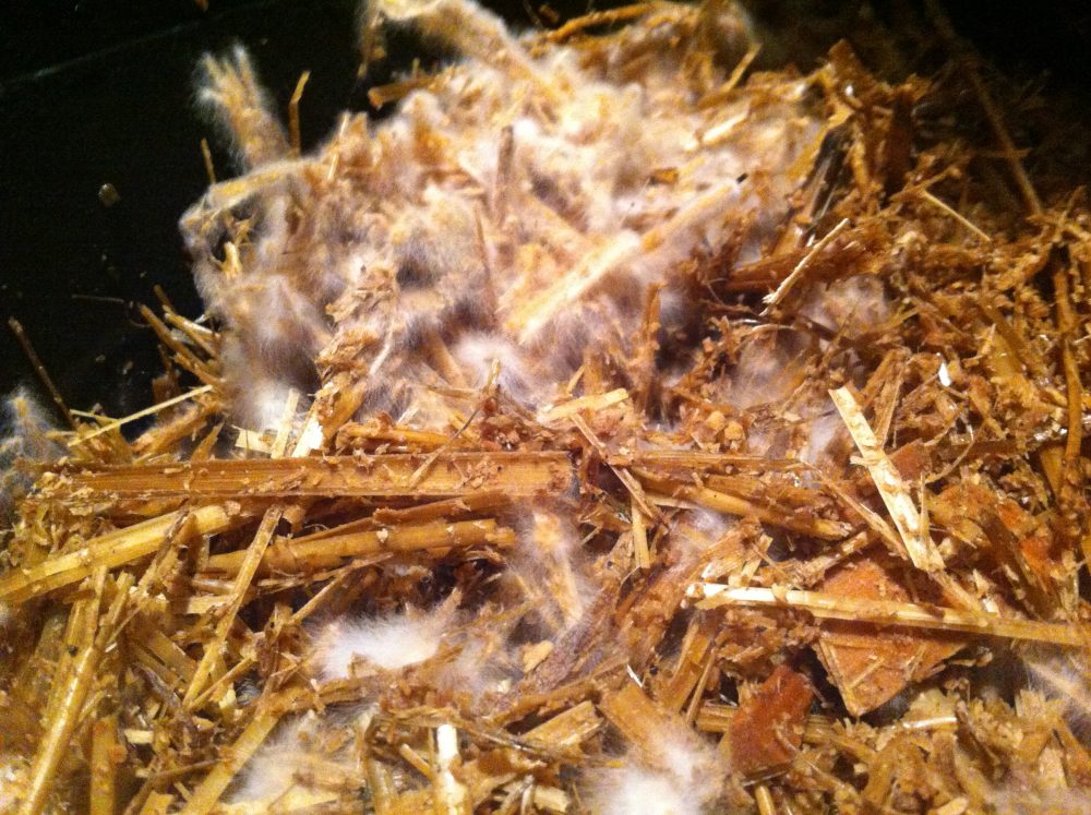 Mycelium Running: After only a couple of days Mycelia are jumping off onto the substrate.