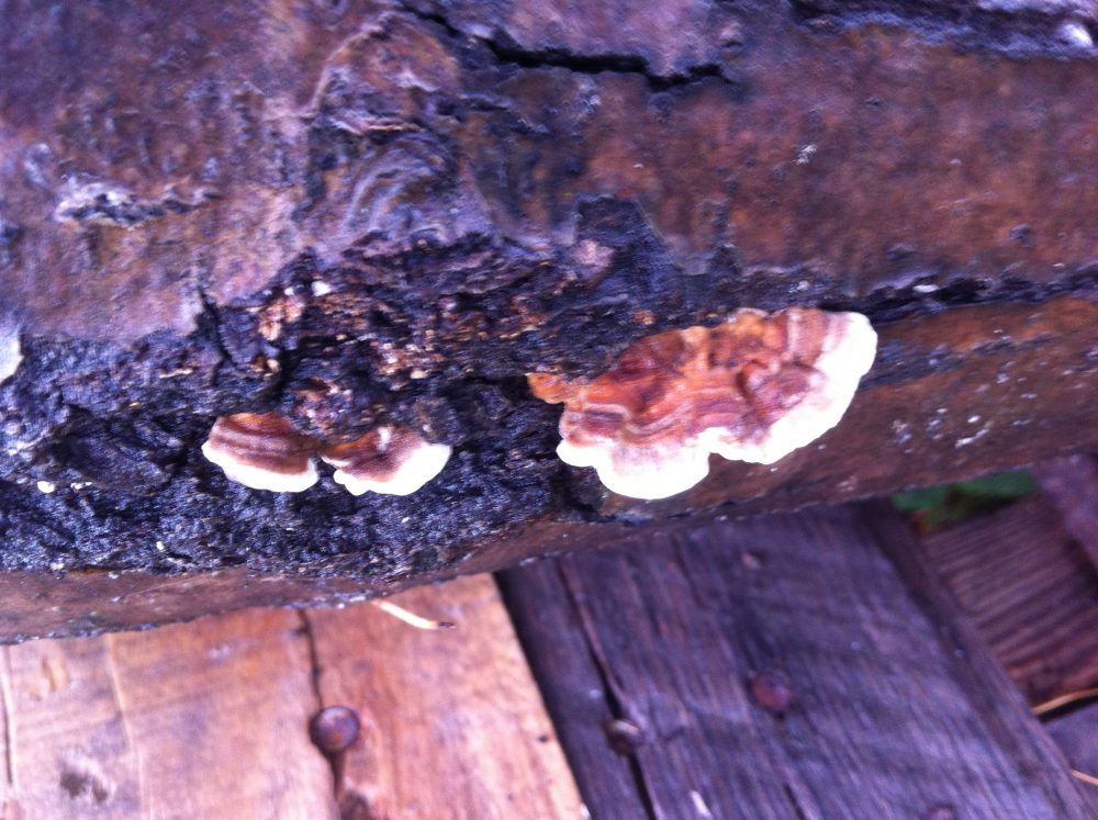 Don't be discouraged if something else pops up. Fortunately Turkey Tail is also medicinal.