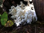 Some Kind of Coral Mushroom