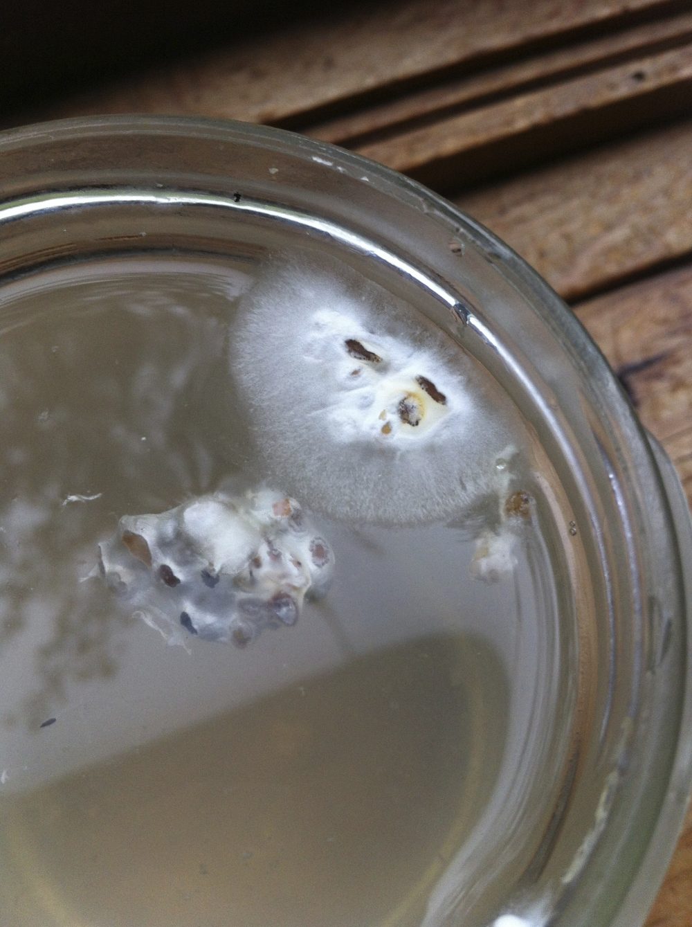 Blue Oyster mycelium on dishwater