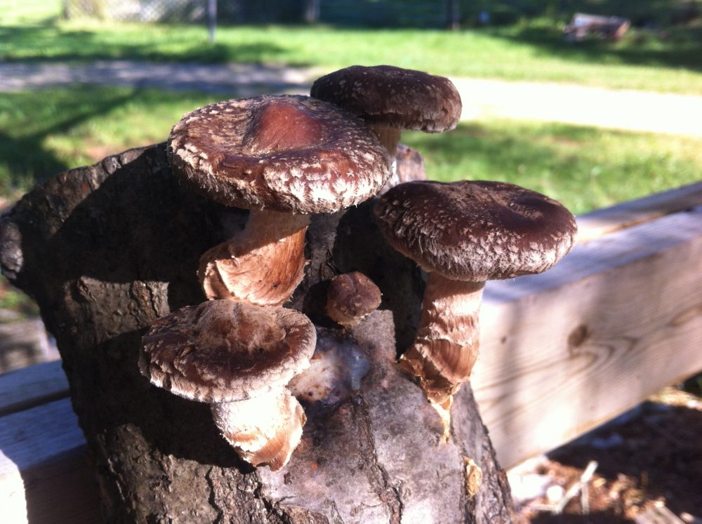 Nice Shiitakes. At this point three logs are fruiting!