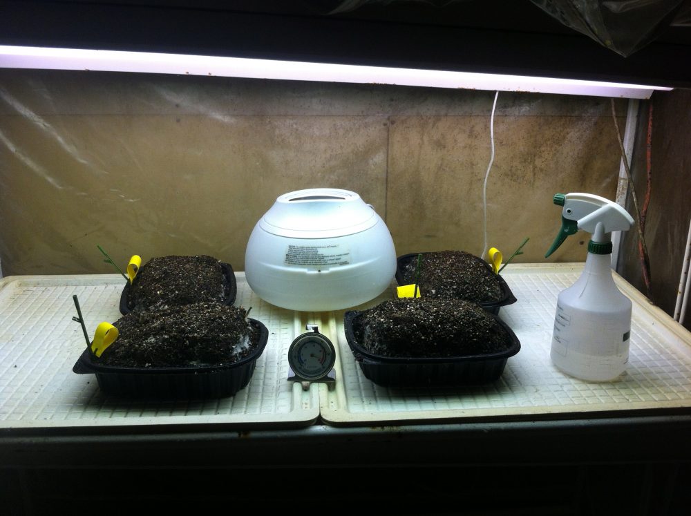 a seedling germination tented greenhouse shelf thingie in another part of the basement which I try to keep around 18C. A small humidifier tries to keep the humidity around 95%