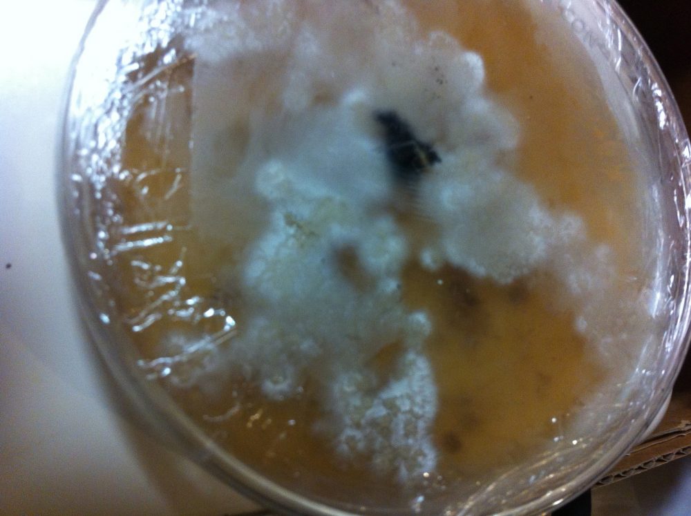 Ustilago maydis mycelium (I hope) growing on nutrient agar