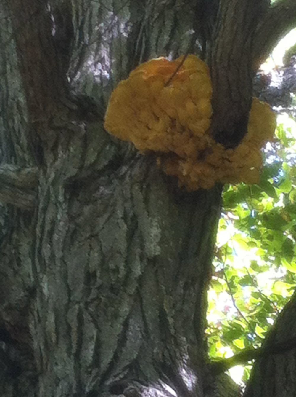 A big Chicken of the Woods Laetiporus sulphureus on an Oak tree.