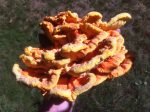 Chicken of the Woods, Laetiporus sulphureus also known as sulphur shelf, That the name you tell your friends when you don't want them to know it's a choice edible.