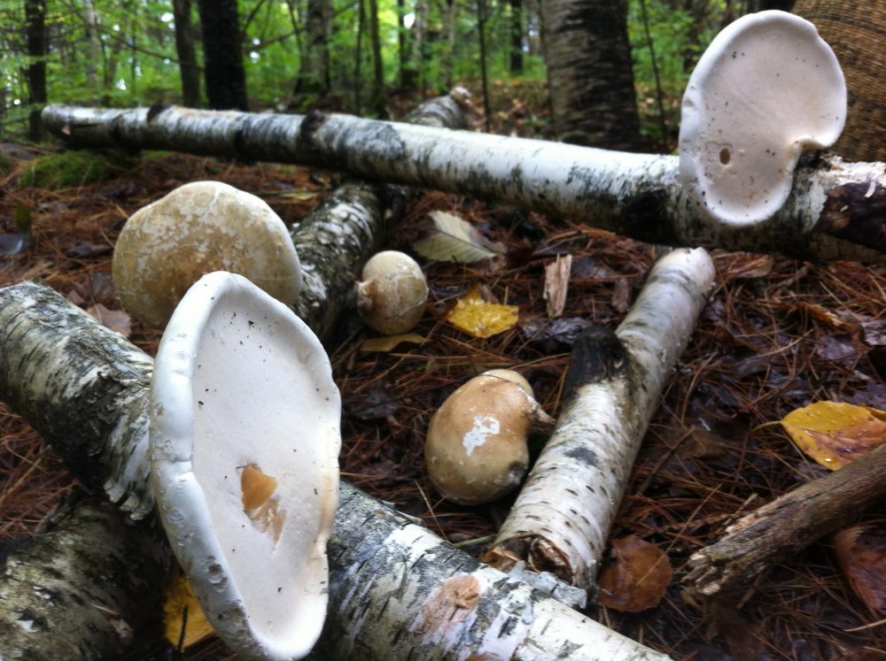 Piptoporus betulinus Commonly known as the birch polypore, birch bracket, or razor strop is a medicinal mushroom
