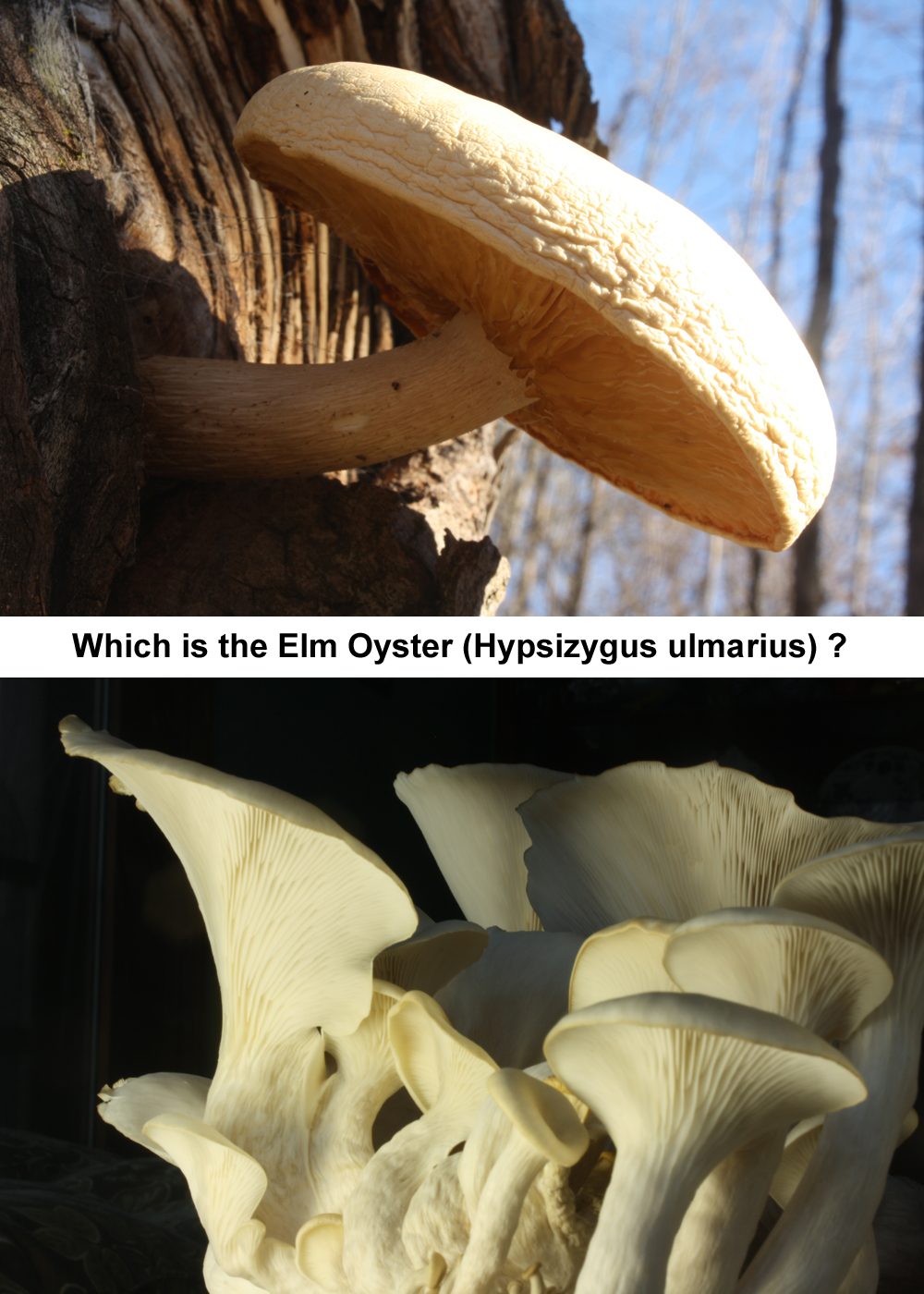 Which is the Elm Oyster (Hypsizygus ulmarius) - A search of the internet for “Hypsizygus ulmarius” turns up about a 50/50 split between pictures of the two distinct species. The divide is pretty clearly between growers and field mycologists.