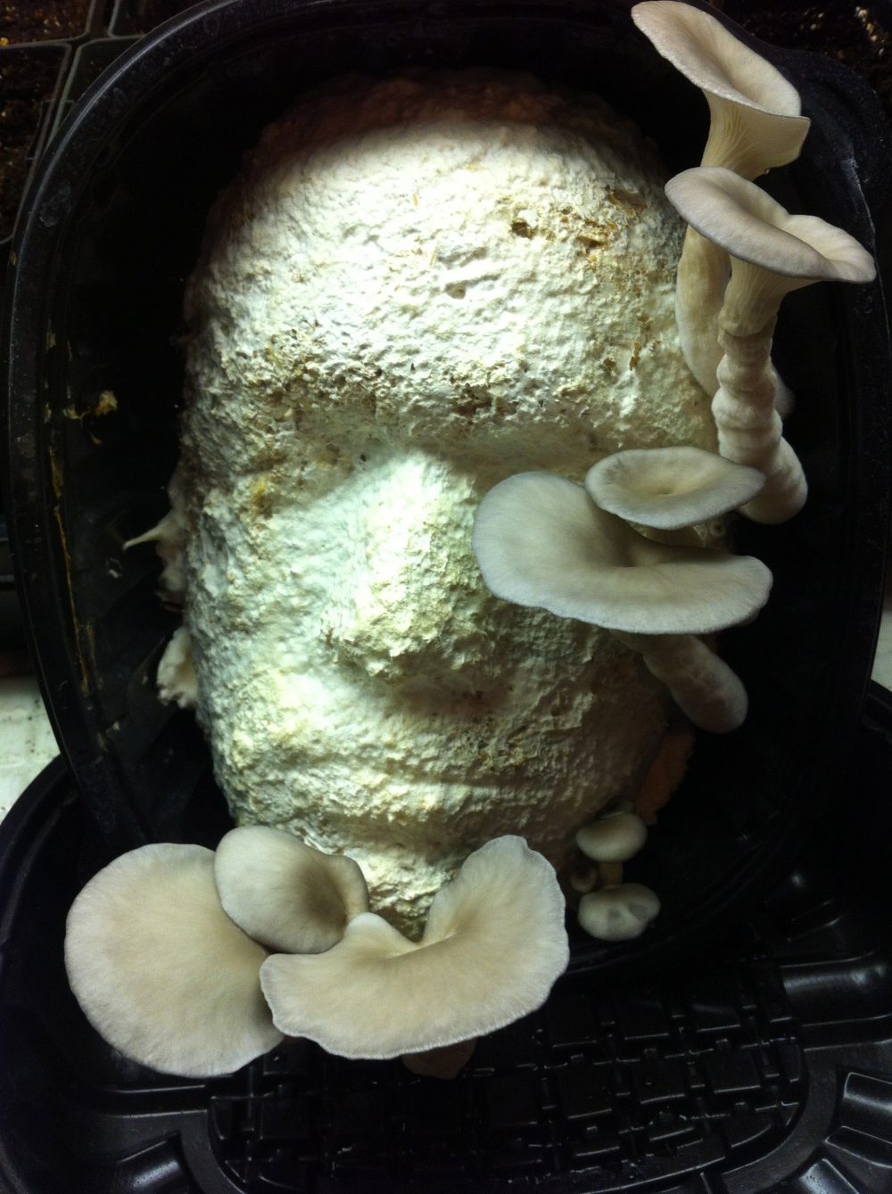 Face cast in Blue Oyster Mycelia