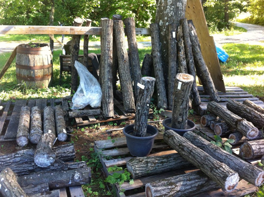 Inoculated Logs on pallets or partially buried in a shady spot