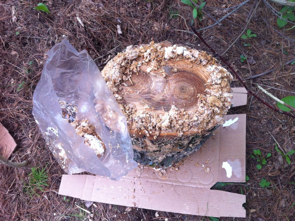 The second layer of spawn.. Sawdust/woodchip spawn is crumbled around the sapwood.