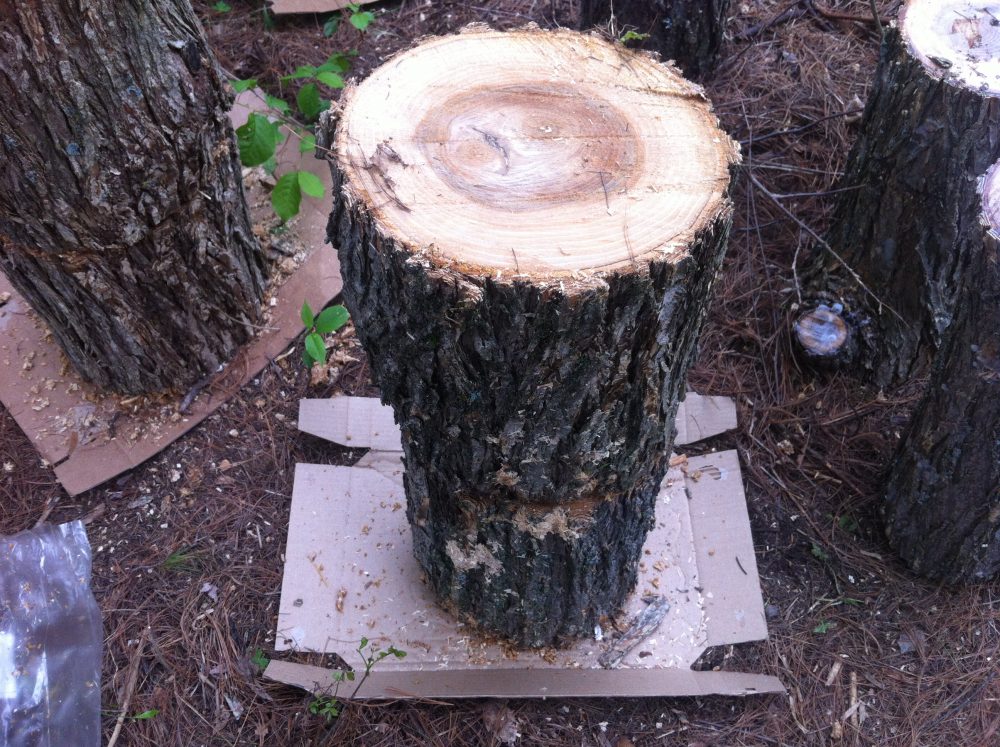 The second piece of the stump is stacked upon the first, sandwiching the spawn