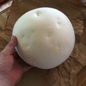 Giant Puffball - thanks Laurie!