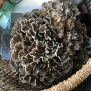 Maitake or Hen of the Woods