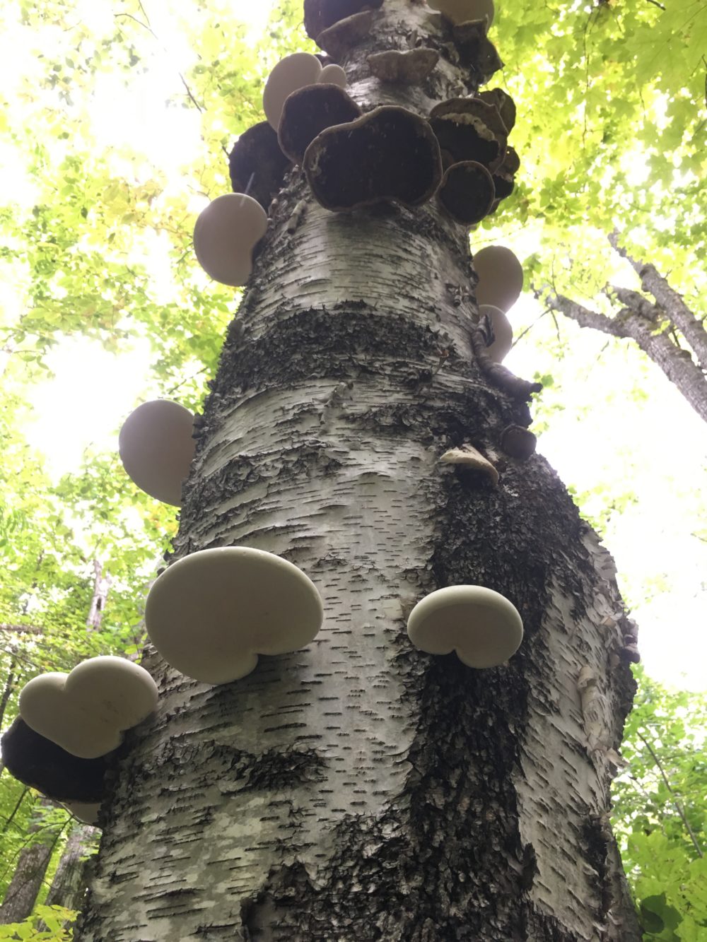 The Birch Polypore mushroom ( Fomitopsis betulina) is one of my favourite medicinals for a number of reasons. Firstly, it's common in this area as we have many damaged and dead birch trees, which are the poypore's only habitat.